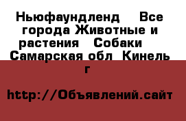 Ньюфаундленд  - Все города Животные и растения » Собаки   . Самарская обл.,Кинель г.